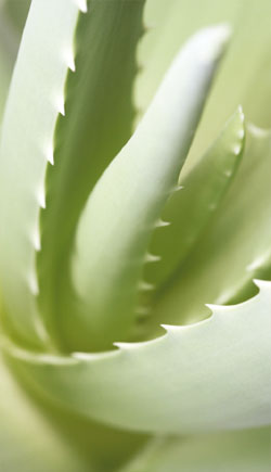 natur